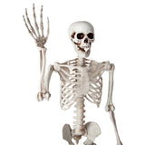 Poseable Skeleton - 90 cm