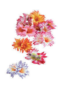 Hawaiian Flower Hair Clip