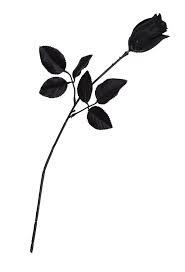 Black Rose