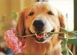 Mothers Day Cards