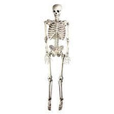 Hanging Skeleton - Large