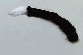 White Tip Cat Tail